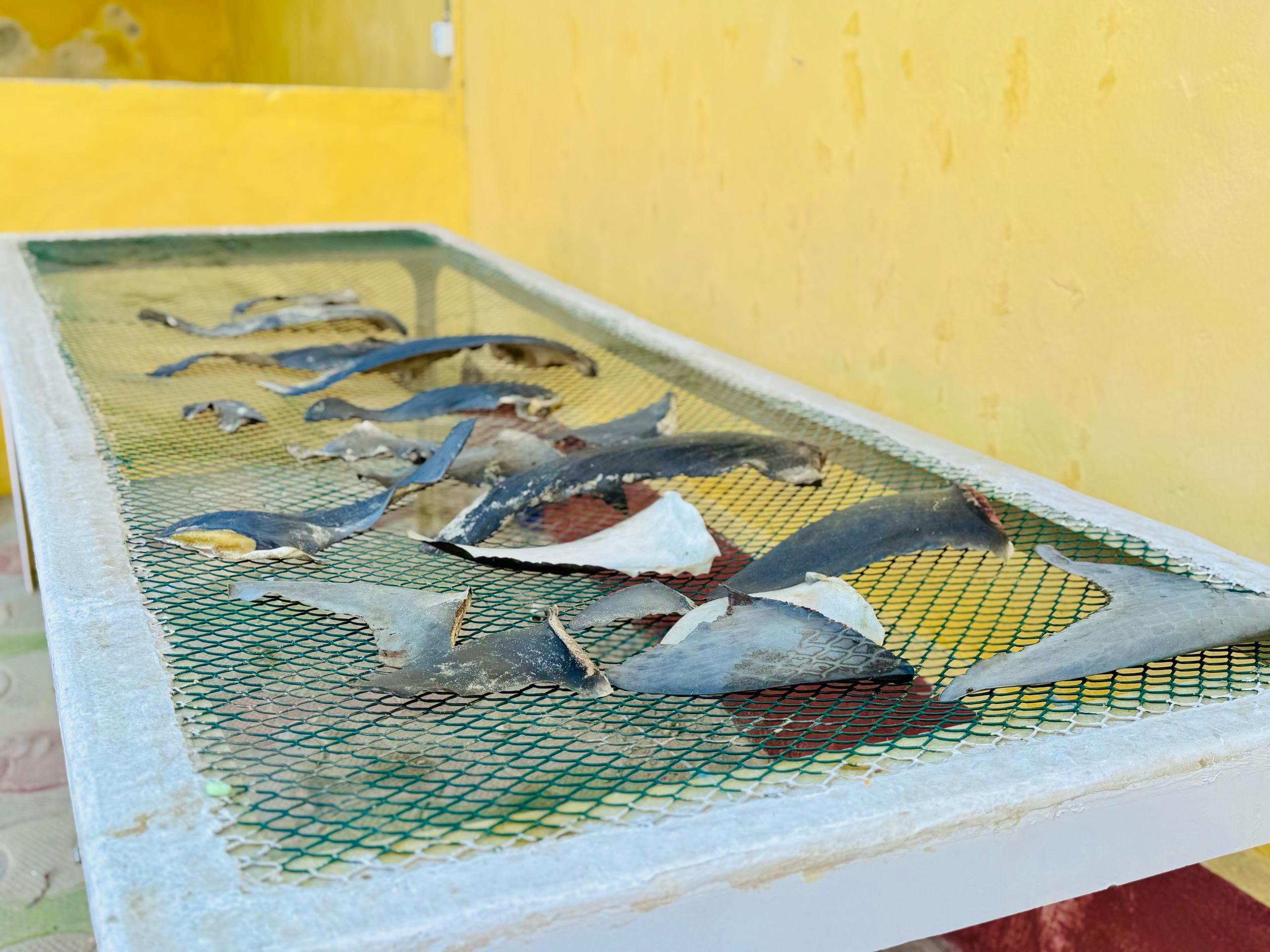 Fish Market Assessment in Jubaland, Kismayo Town (Alanley, Dalxiiska and Qudhaca Looska markets), Jubaland State of Somalia